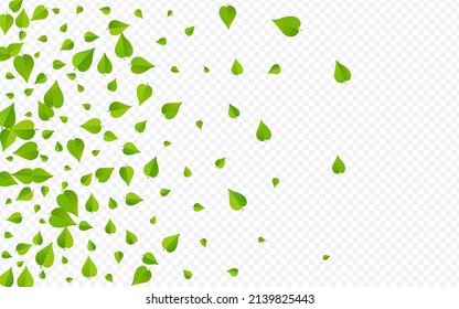 Olive Leaves Fly Vector Transparent Background Backdrop. Blur Greens Illustration. Mint Leaf Flying Concept. Foliage Realistic Wallpaper.