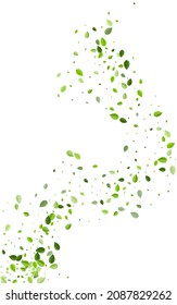 Olive Leaves Fly Vector White Background. Swirl Foliage Wallpaper. Green Greens Wind Pattern. Leaf Realistic Branch.