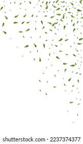 Olive Leaves Fly Vector White Background Illustration. Nature Greens Backdrop. Swamp Foliage Blur Brochure. Leaf Organic Branch.