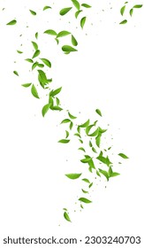 Olive Leaves Fly Vector White Background Border. Fresh Greens Concept. Green Foliage Organic Poster. Leaf Nature Wallpaper.