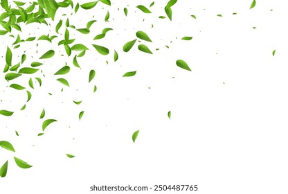 Olive Leaves Fly Vector White Background Poster. Nature Leaf Template. Lime Foliage Tea Concept. Greens Tree Illustration.
