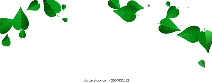 Olive Leaves Flying Vector Panoramic White Background Border. Nature Foliage Pattern. Swamp Leaf Transparent Brochure. Greens Wind Banner.