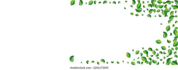 Olive Leaves Flying Vector Panoramic White Background. Spring Greens Illustration. Green Foliage Forest Design. Leaf Fresh Concept.