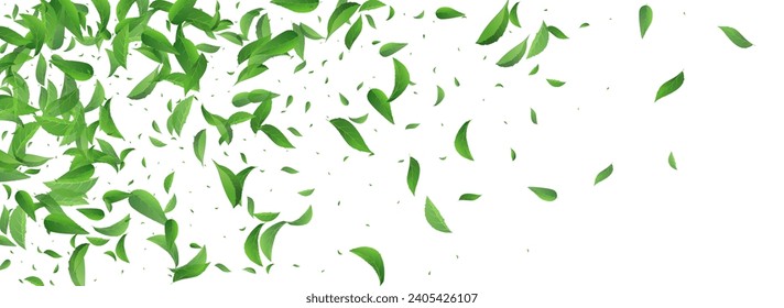 Olive Leaves Flying Vector Panoramic White Background Template. Tea Foliage Brochure. Green Greens Fresh Backdrop. Leaf Blur Pattern.