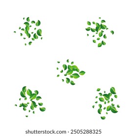 Olive Leaves Flying Vector White Background. Blur Leaf Branch. Grassy Foliage Tea Plant. Greens Nature Backdrop.