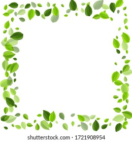 Olive Leaves Forest Vector Plant. Falling Greens Poster. Green Leaf Realistic Concept. Foliage Swirl Template.