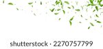 Olive Leaves Fresh Vector Panoramic White Background Branch. Realistic Leaf Plant. Green Foliage Abstract Wallpaper. Greens Organic Concept.