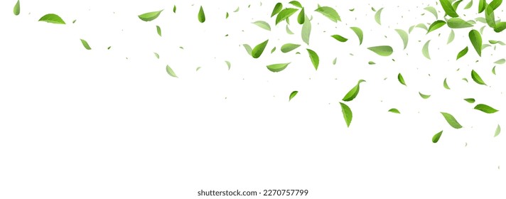 Olive Leaves Fresh Vector Panoramic White Background Branch. Realistic Leaf Plant. Green Foliage Abstract Wallpaper. Greens Organic Concept.