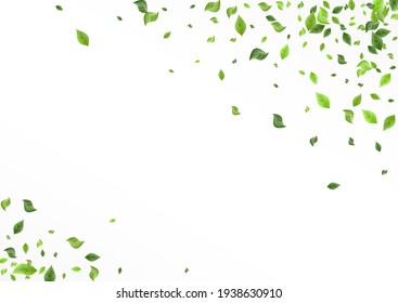 Olive Leaves Fresh Vector White Background Pattern. Tree Foliage Banner. Forest Greenery Organic Poster. Leaf Fly Branch.