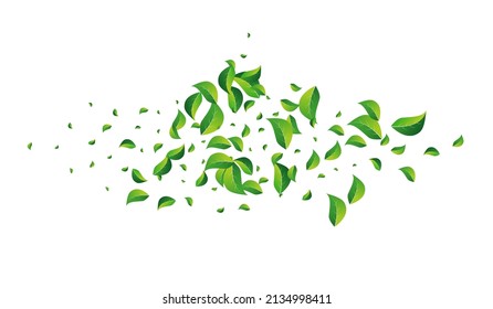 Olive Leaves Fresh Vector White Background. Falling Leaf Illustration. Green Greens Flying Backdrop. Foliage Spring Plant.