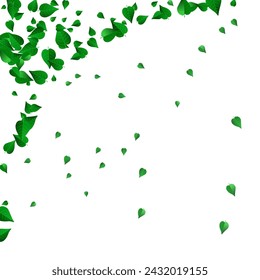 Olive Leaves Fresh Vector White Background Backdrop. Nature Foliage Design. Swamp Leaf Fly Brochure. Greens Transparent Concept.