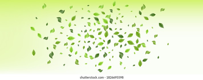 Olive Leaves Herbal Vector Panoramic Green Background Illustration. Abstract Greenery Poster. Lime Leaf Wind Border. Foliage Fly Brochure.
