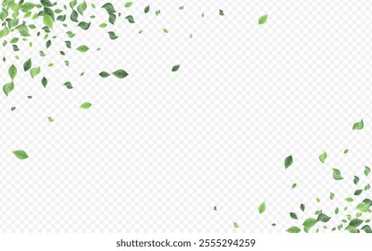 Olive Leaves Herbal Vector Transparent Background Wallpaper. Nature Greenery Branch. Green Leaf Spring Banner. Foliage Abstract Pattern.