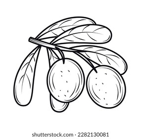 olive and leaves icon isolated