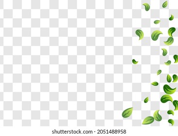 Olive Leaves Motion Vector Transparent Background Illustration. Spring Greens Template. Mint Leaf Forest Branch. Foliage Organic Brochure.