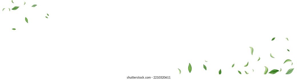 Olive Leaves Motion Vector White Panoramic Background Border. Tea Leaf Backdrop. Mint Foliage Ecology Template. Greens Nature Pattern.