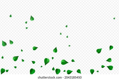 Olive Leaves Nature Vector Transparent Background Branch. Blur Foliage Concept. Grassy Greens Flying Wallpaper. Leaf Tree Banner.