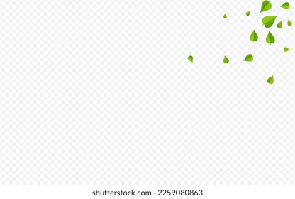 Olive Leaves Nature Vector Transparent Background Plant. Ecology Foliage Illustration. Forest Leaf Fly Template. Greens Blur Wallpaper.