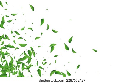Olive Leaves Nature Vector White Background Concept. Realistic Greens Design. Mint Leaf Swirl Plant. Foliage Blur Brochure.