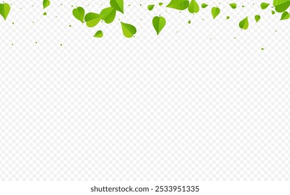 Hojas de olivo realista Vector transparente ilustración de fondo. Rama de Verdes Orgánicos. Anuncio herbario de follaje herbario. Planta de bosque de hojas.