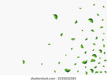 Olive Leaves Realistic Vector Transparent Background. Abstract Leaf Banner. Mint Foliage Fresh Brochure. Greens Nature Plant.