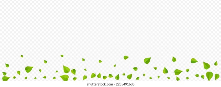 Olive Leaves Spring Vector Panoramic Transparent Background Border. Organic Leaf Wallpaper. Lime Foliage Nature Concept. Greens Forest Template.