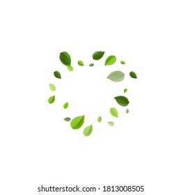 Olive Leaves Spring Vector Wallpaper. Tea Greens Background. Green Leaf Ecology Banner. Foliage Fresh Brochure.