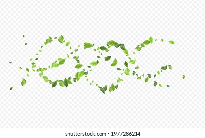 Olive Leaves Tea Vector Transparent Background Plant. Spring Greenery Template. Lime Foliage Wind Brochure. Leaf Blur Wallpaper.