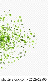Olive Leaves Tea Vector Transparent Background. Forest Greens Template. Lime Foliage Flying Branch. Leaf Abstract Concept.