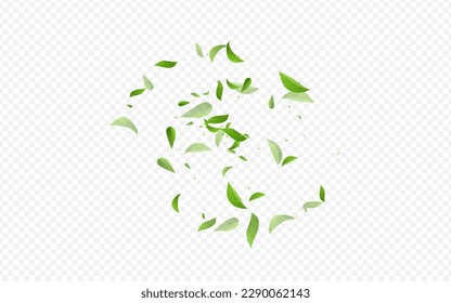 Olive Leaves Tea Vector Transparent Background Branch. Fly Greens Wallpaper. Lime Leaf Tree Design. Foliage Flying Pattern.