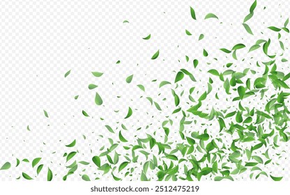 Olive Leaves Tea Vector Transparent Background Brochure. Organic Foliage Banner. Swamp Leaf Motion Illustration. Greens Realistic Branch.
