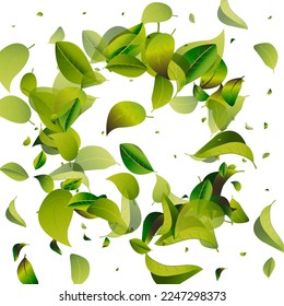 Olive Leaves Tea White Vector Background Banner. Organic Leaf Poster. Mint Foliage Fresh Backdrop. Greens Abstract Concept.