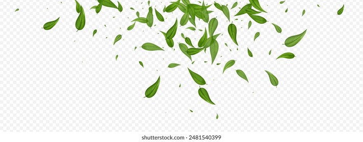 Olive Leaves Transparent Vector Panoramic Transparent Background Illustration. Motion Foliage Brochure. Lime Greens Falling Branch. Leaf Organic Banner.