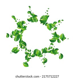 El Olivo Deja El Vector Transparente En Fondo Blanco. Borde de verde desdibujado. Pancarta De Caída De Leaf Lime. Afiche Fresco Foliage.