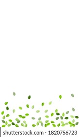 Olive Leaves Tree Vector Branch. Organic Greens Background. Mint Foliage Fly Border. Leaf Transparent Plant.