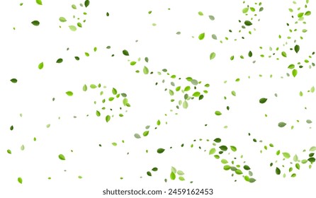 Olive Leaves Tree Vector Poster. Spring Greens Template. Mint Leaf Realistic Backdrop. Foliage Motion Plant.