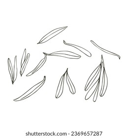Olive leaves. Vector illustration on a white background.