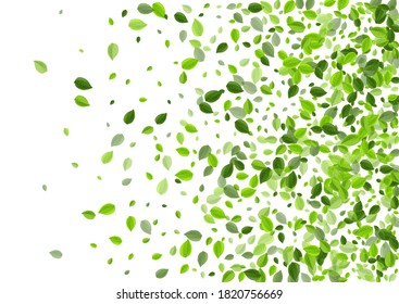 Olive Leaves Wind Vector Design. Swirl Leaf Concept. Mint Foliage Tea Banner. Greens Tree Illustration.