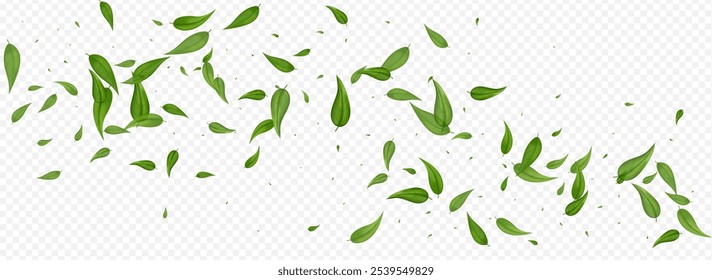Olive Leaves Wind Vector Panoramic Transparent Background Illustration. Swirl Foliage Brochure. Green Leaf Forest Backdrop. Greens Nature Border.