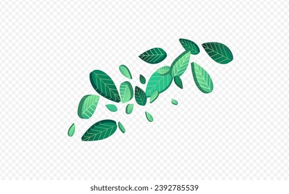 Blätter aus Olivenblättern, transparenter Hintergrund. Forest Greens Wallpaper. Forest Foliage Frische Vorlage. Realistische Leaf-Illustration.