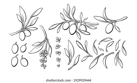 Olive line set  Vector branch  sketch fruits  foliage   flower  Graphic monochrome collection isolates white background  Organic food  bio oil