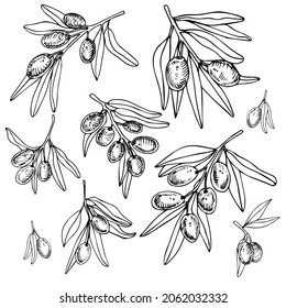 Olive line set. Vector branch, sketch fruits, foliage and flower. Graphic monochrome collection of isolates on white background. Organic food, bio oil