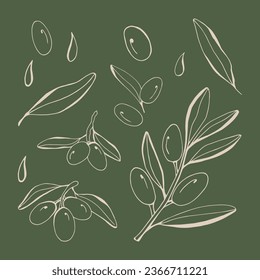 Olive line set. Vector branch, sketch fruits, foliage and flower. Graphic monochrome collection. Organic food, oil.