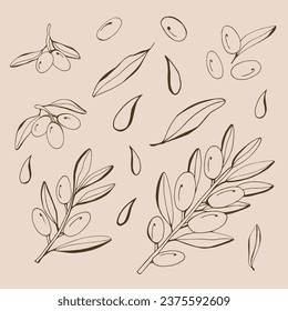 Olive line set. Vector branch, sketch fruits, foliage and flower. Graphic monochrome collection. Organic food, oil.