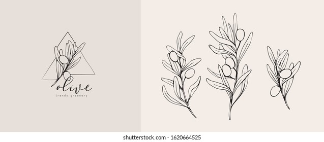 Olive logo and branch. Hand drawn wedding herb, plant and monogram with elegant leaves for invitation save the date card design. Botanical rustic trendy greenery vector illustration