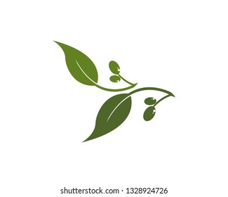 olive logo template vector design - Vector