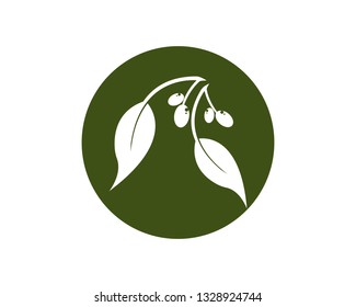 olive logo template vector design - Vector
