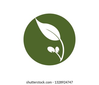 olive logo template vector design - Vector