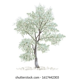 Olive, maslin (Olea europaea L.), stand-alone tree, colored vector image on white background