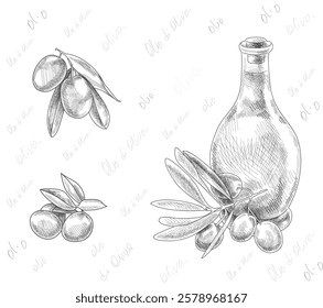 olive oil bottle vector draw set